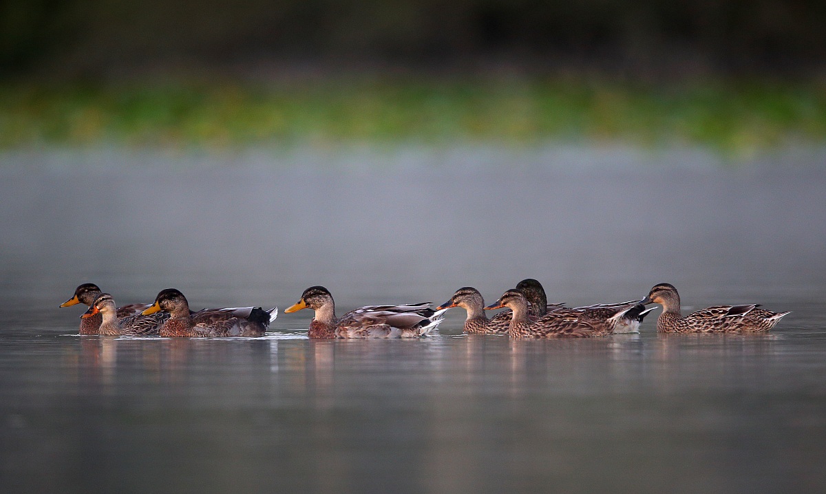 La quiete prima dell'alba