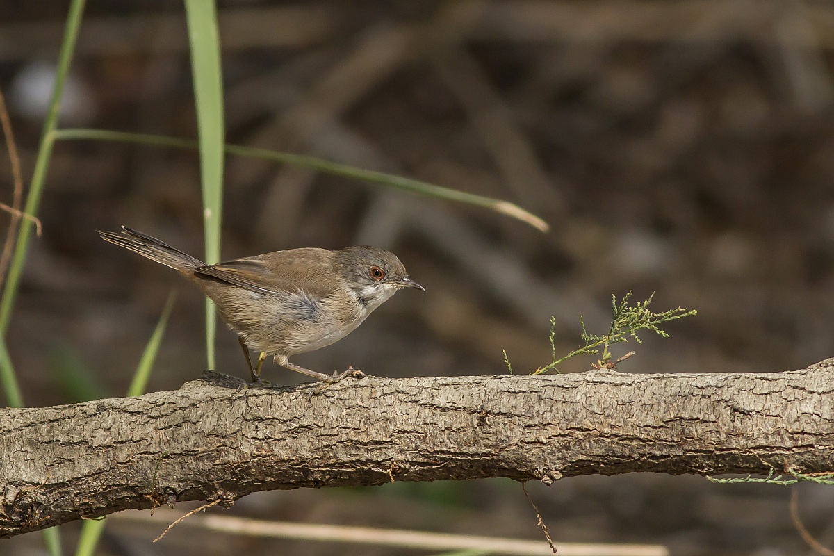 La passeggiata dell' Occhiocotto