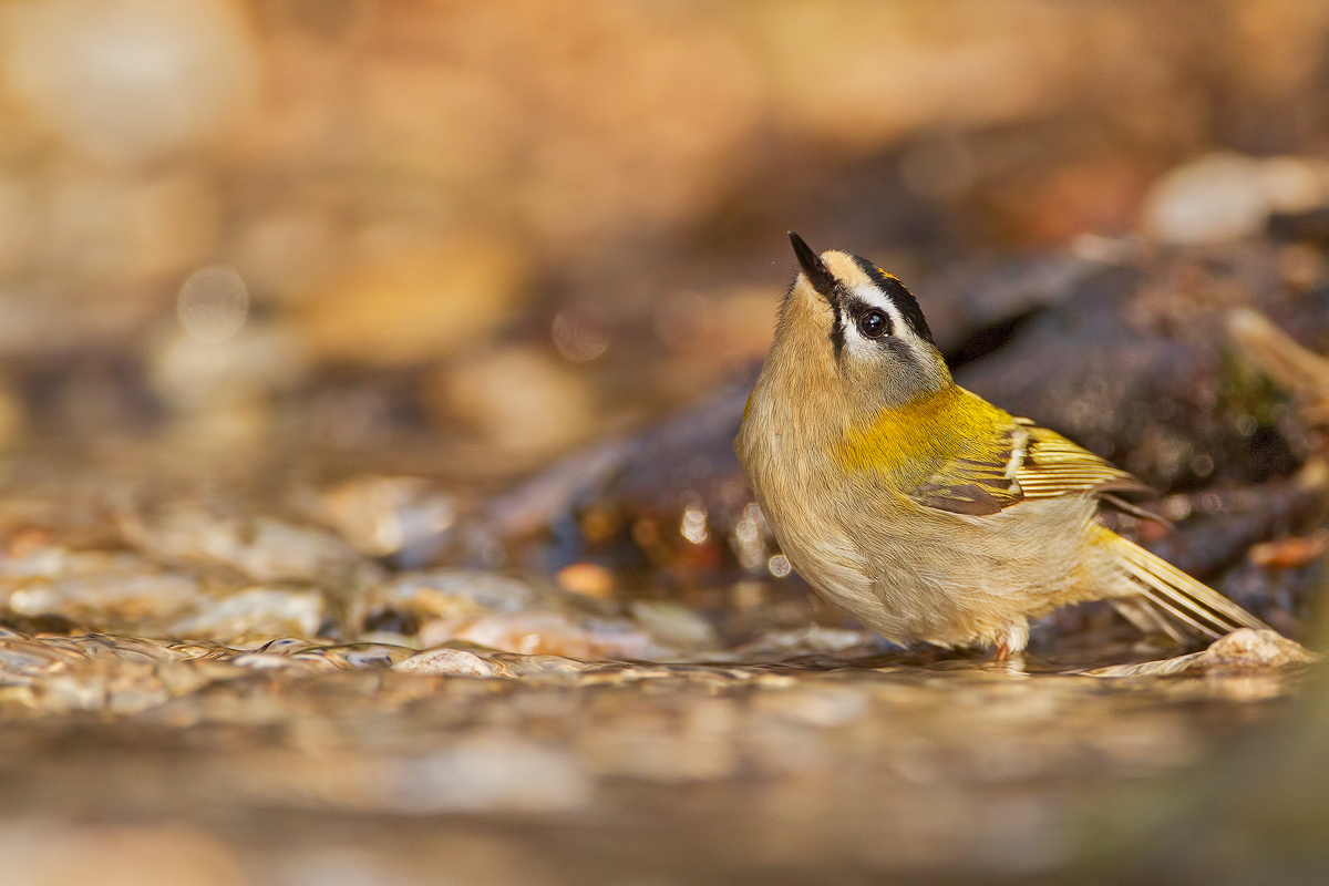 Firecrest