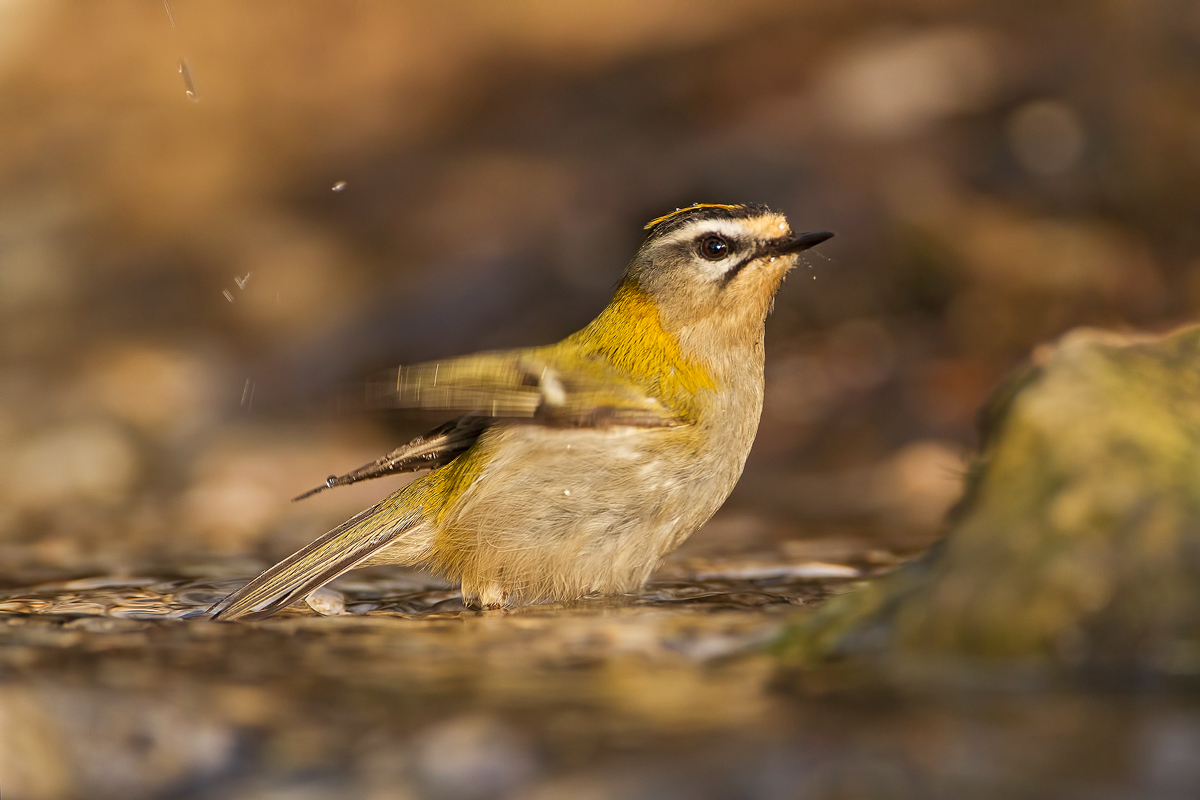 Firecrest