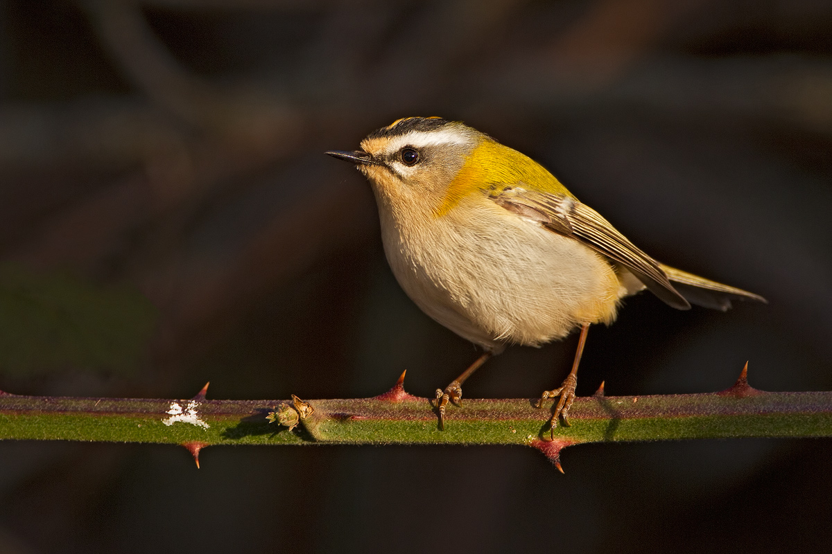 Firecrest