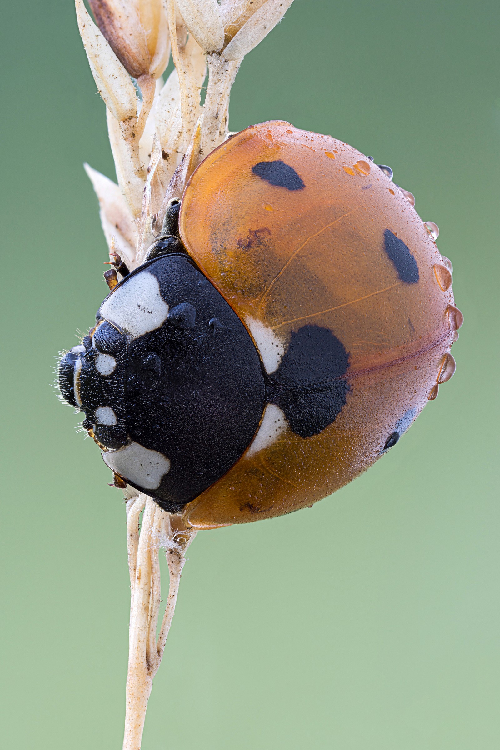 Coccinella