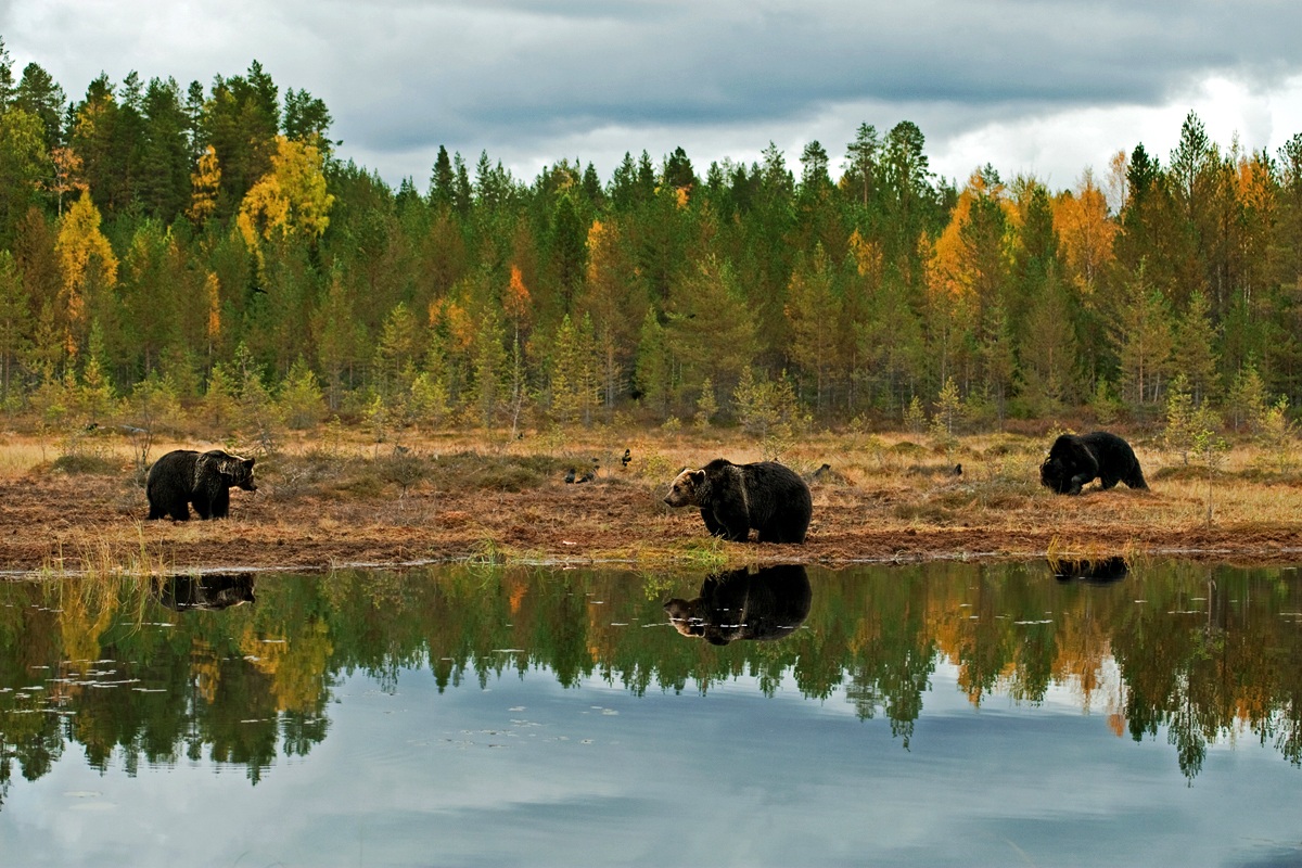 Pond in the autumn
