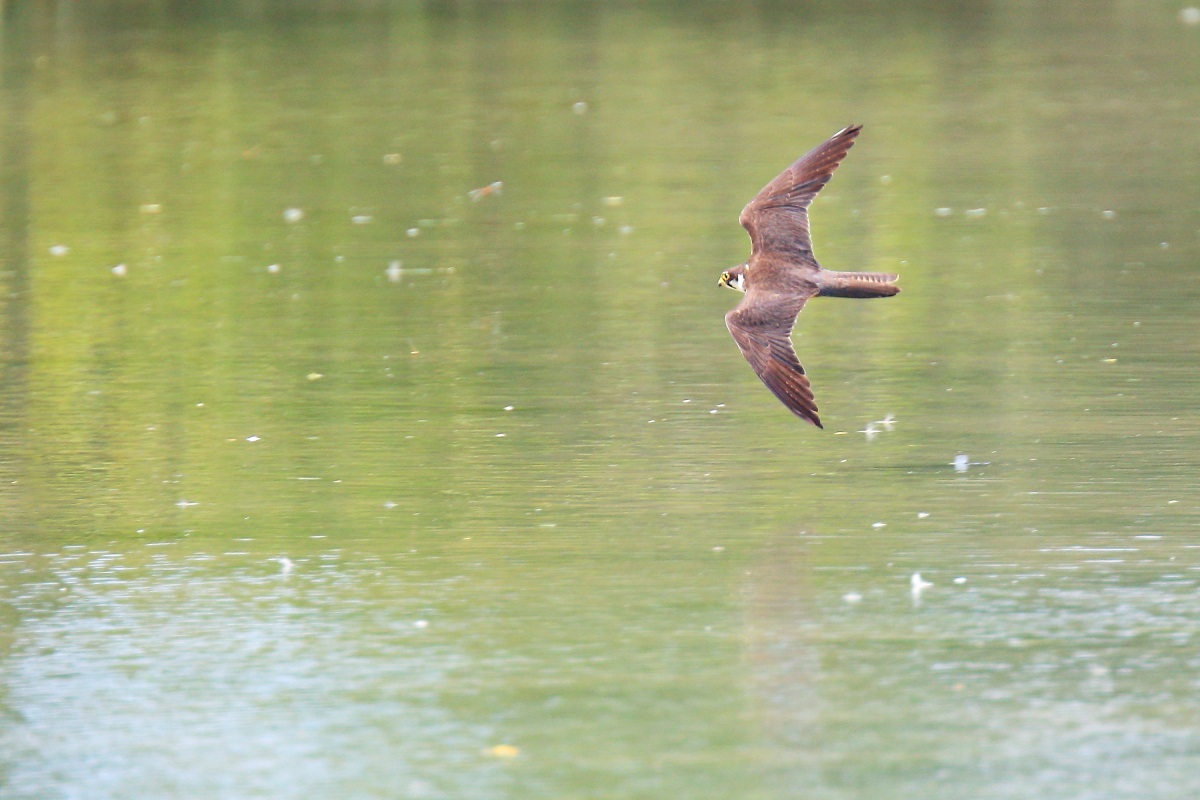 Hobby in hunting