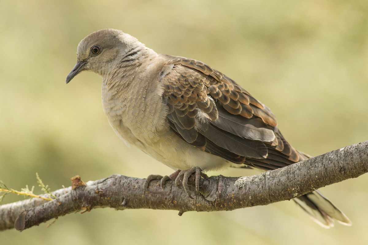 Tortora Selvatica juv.