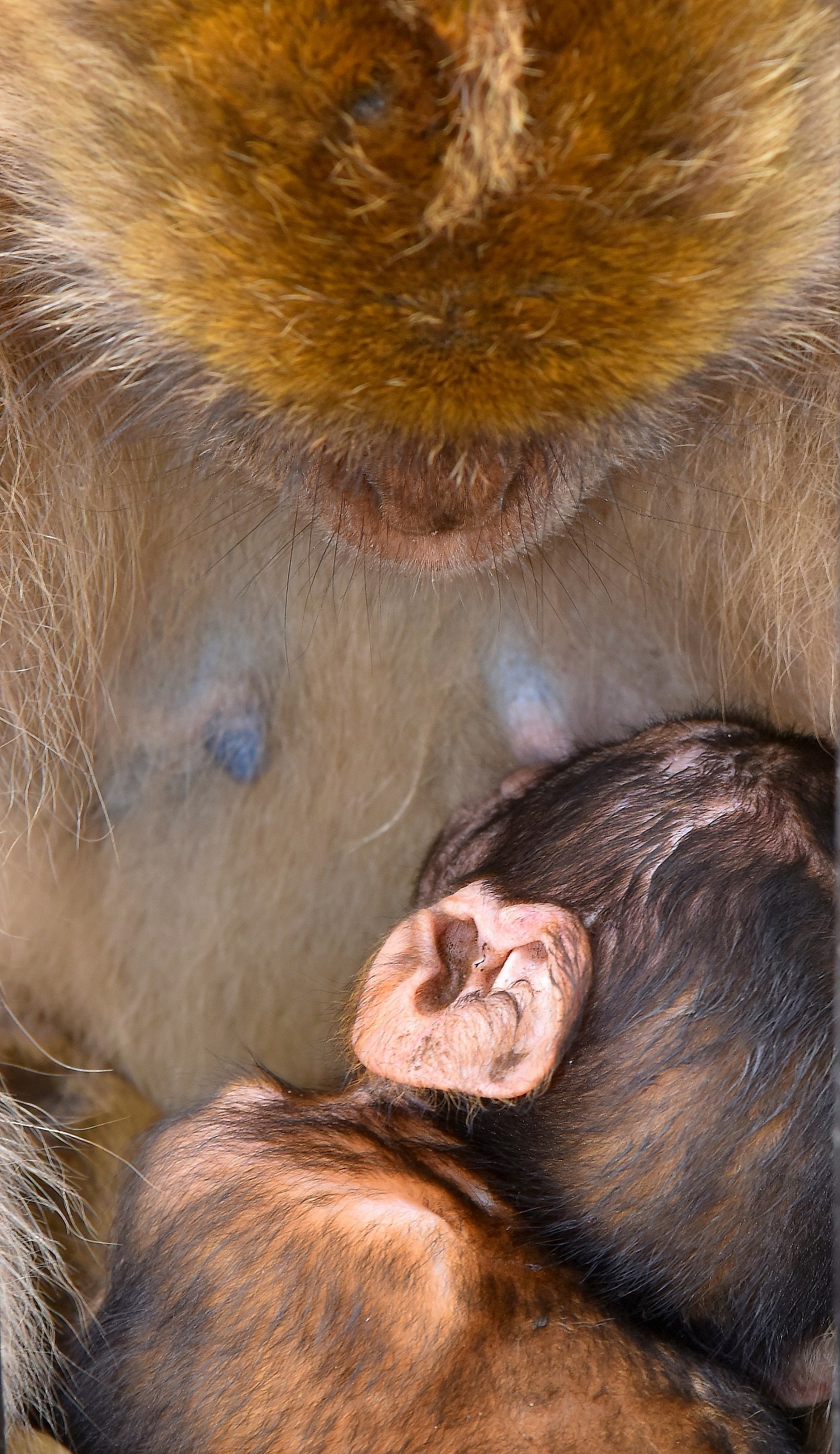 Motherhood in Gibraltar