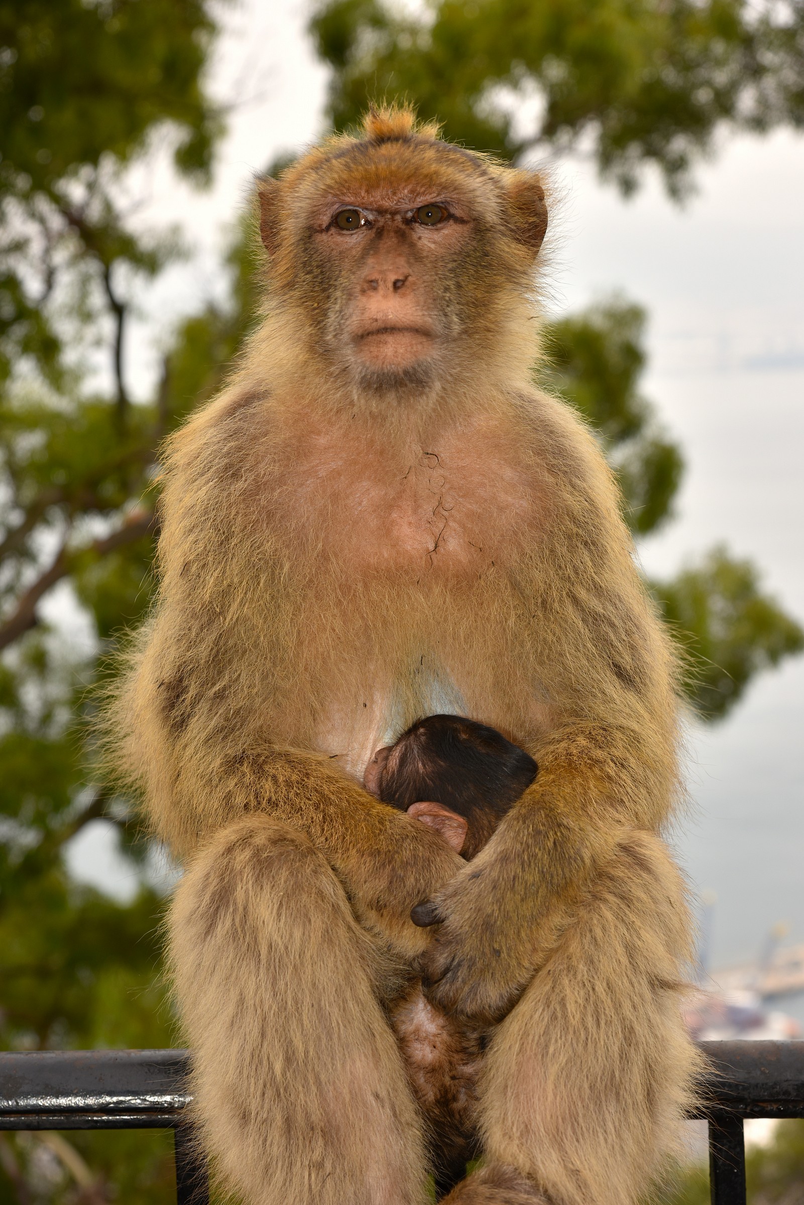 Motherhood in Gibraltar