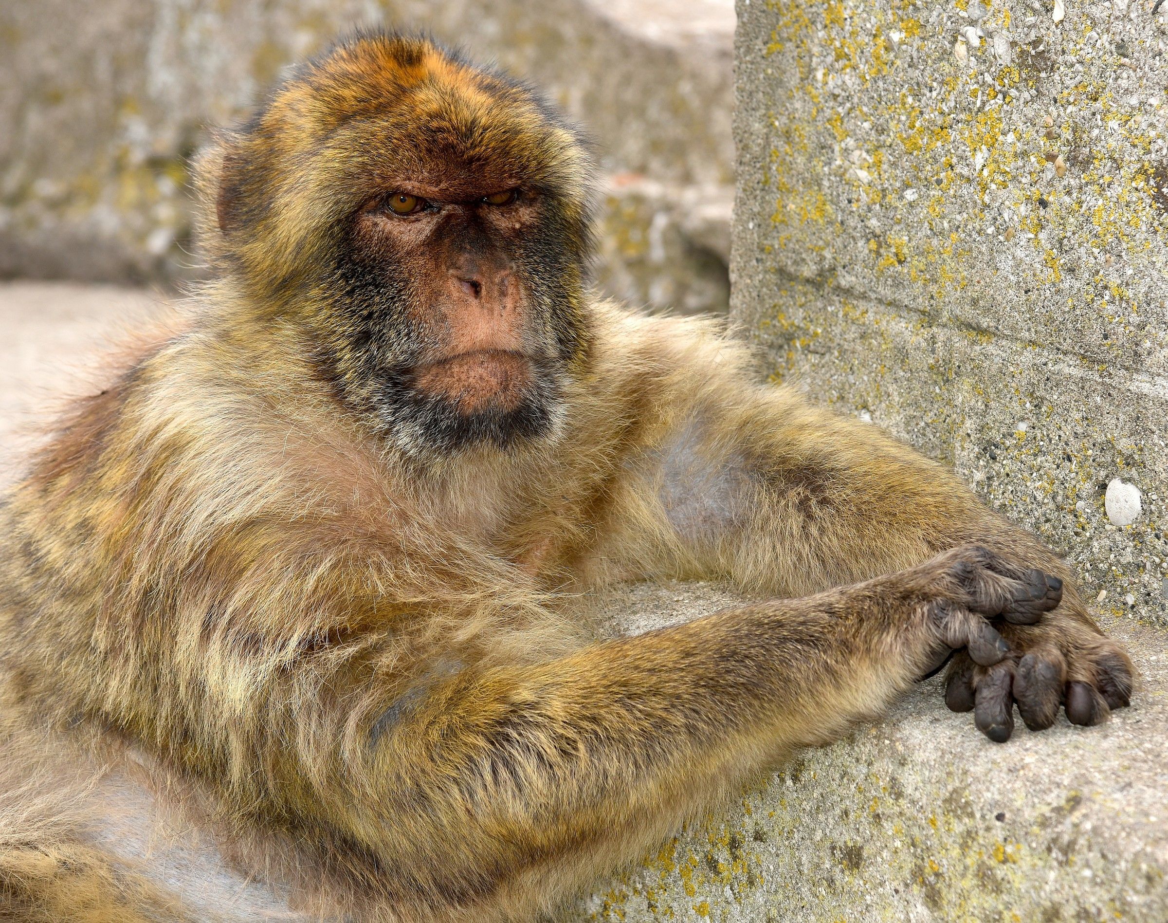 Le scimmie di Gibilterra