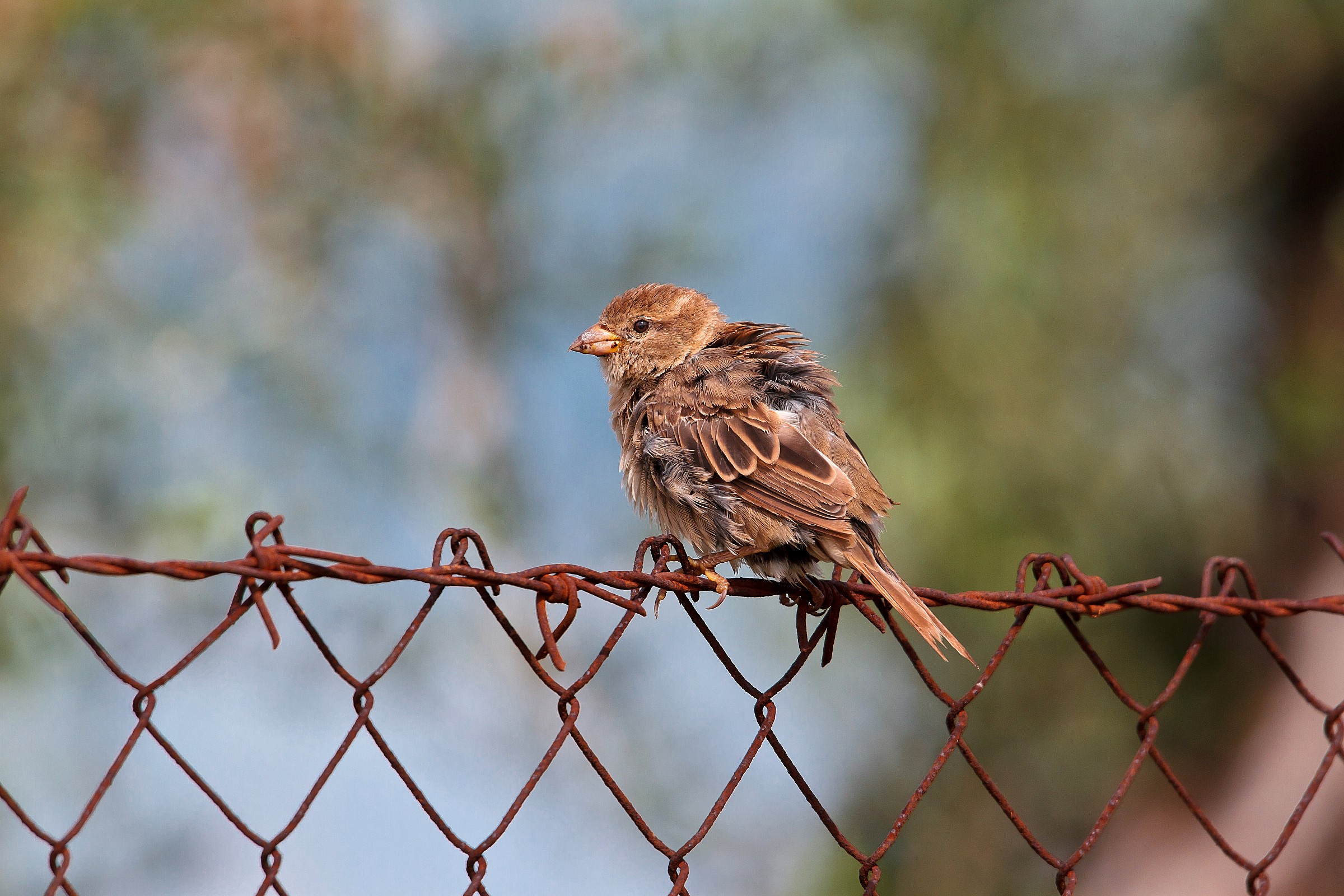 Sparrow, sparrow or ...?