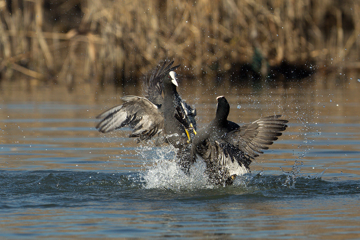 Coots in fight
