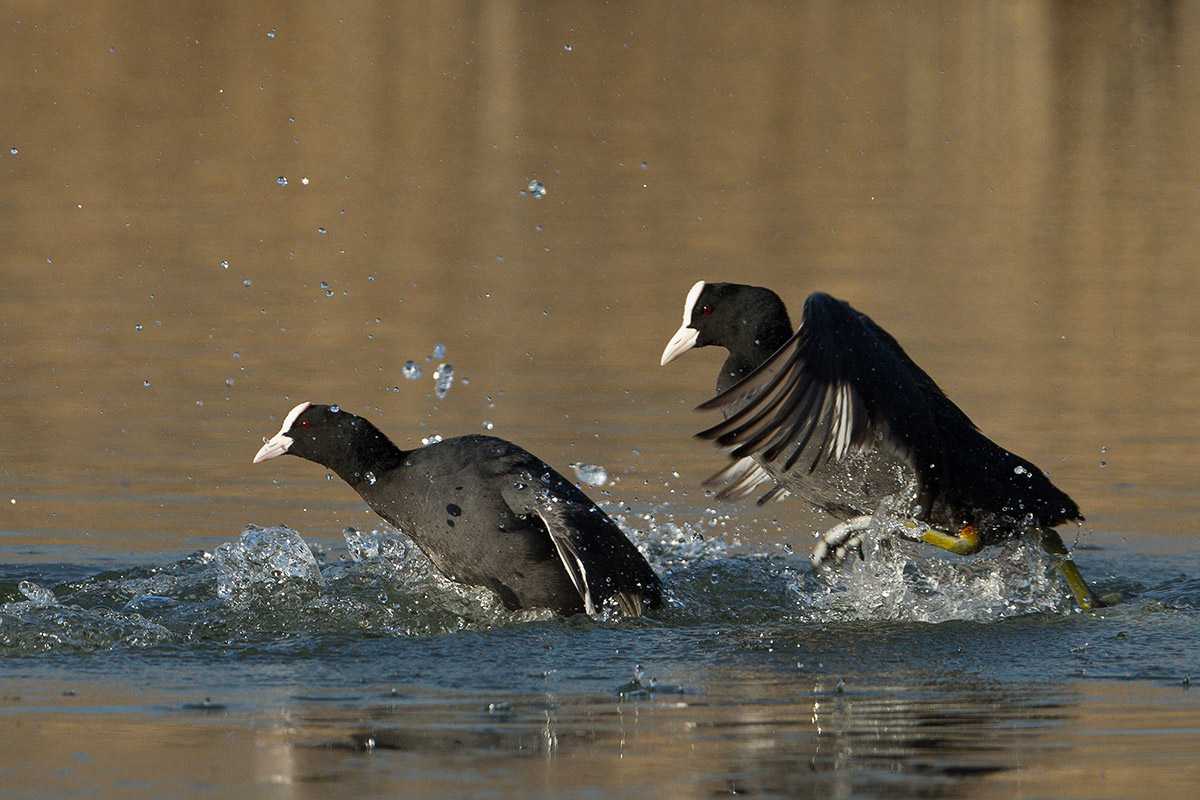 Coots in fight