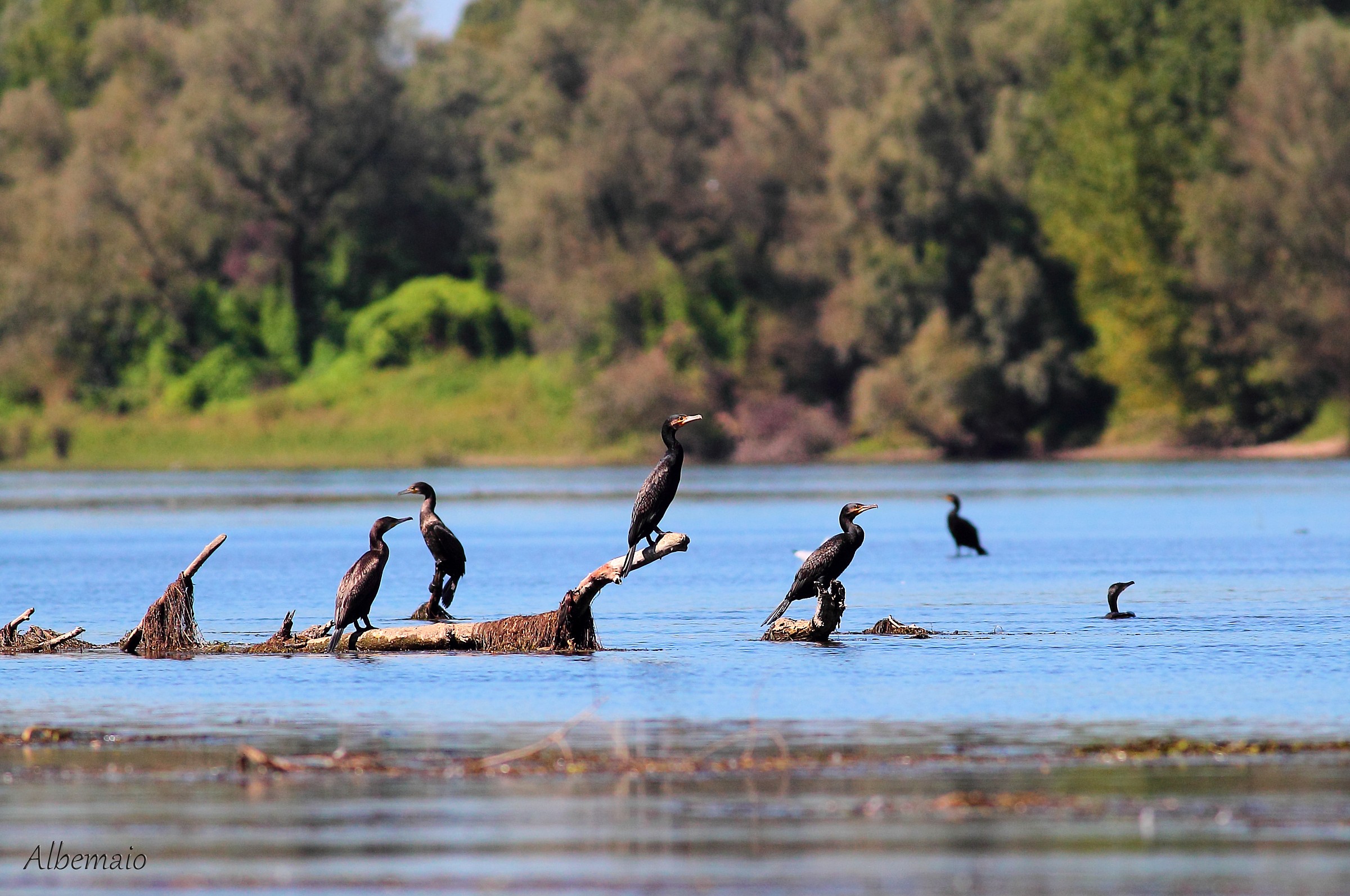 Il Reame dei Cavalieri Neri