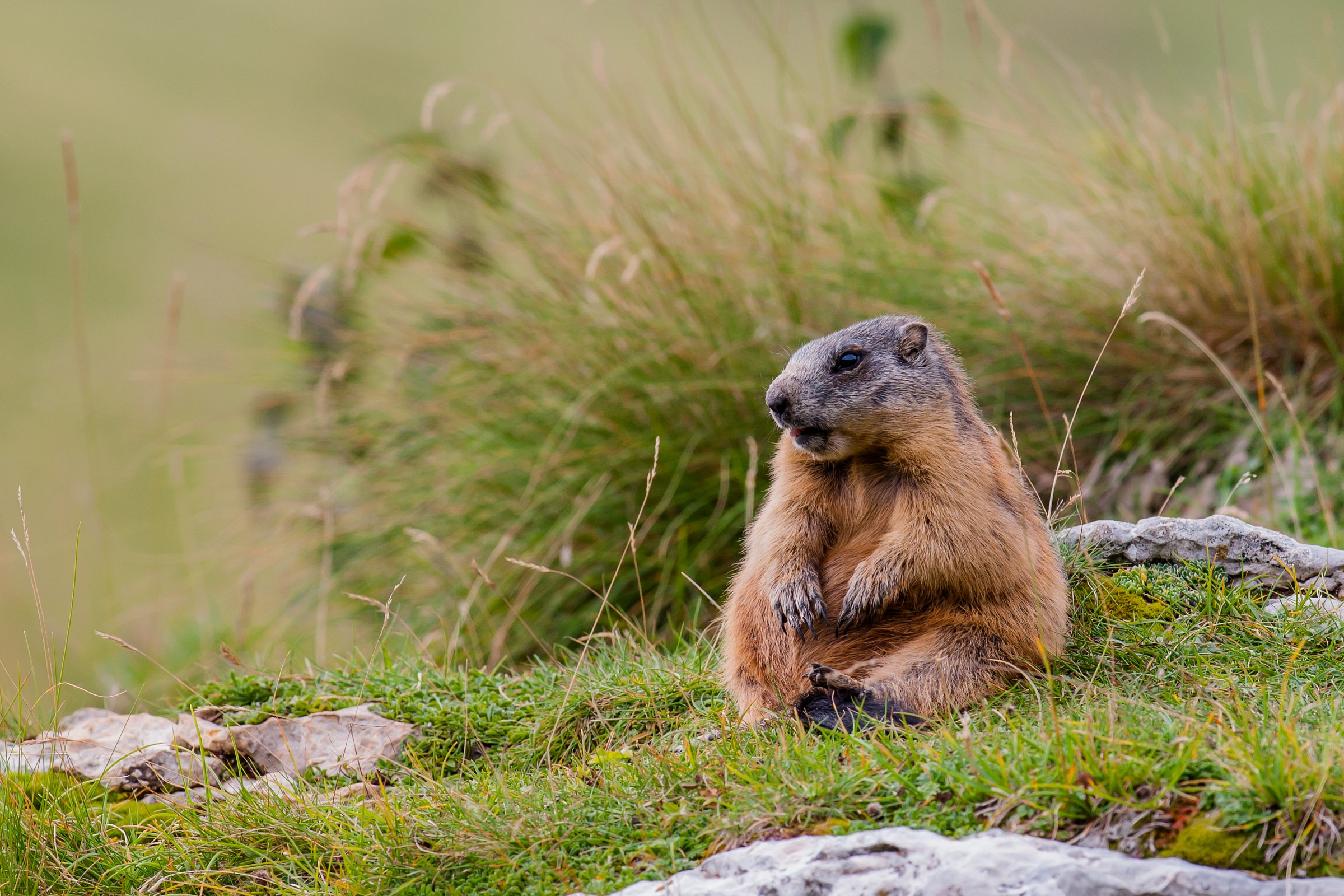 marmot in relaxation