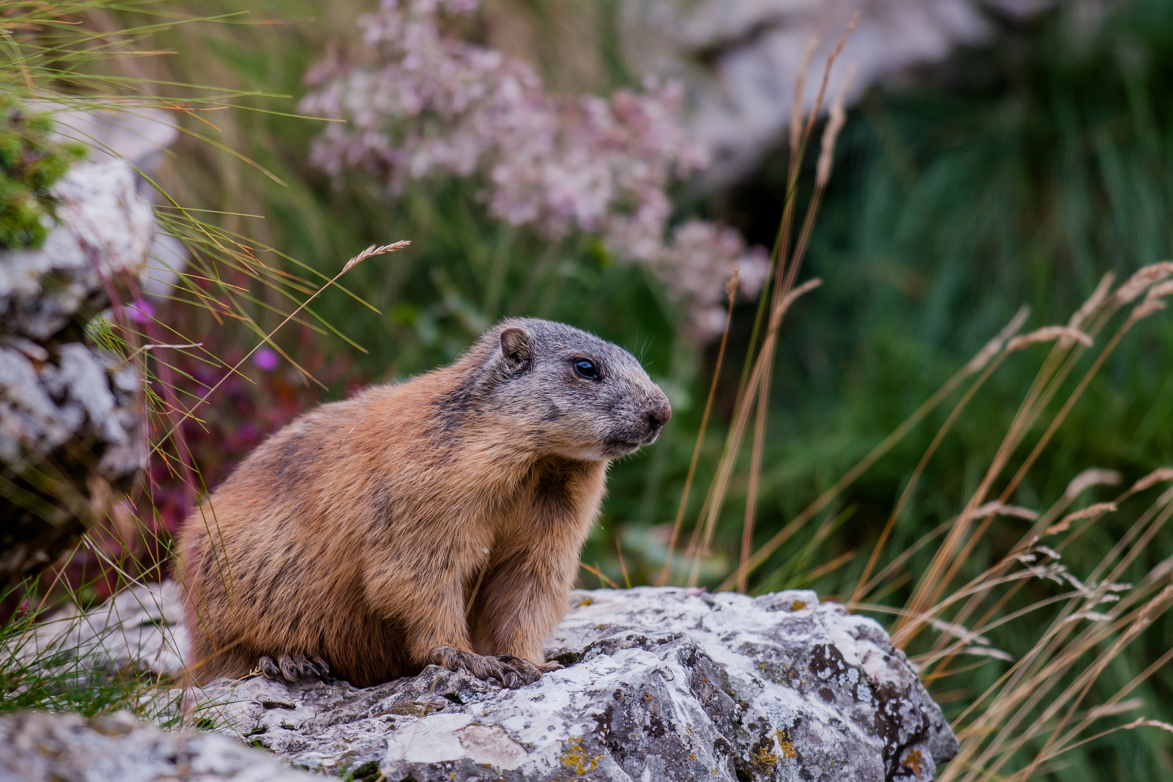 marmot