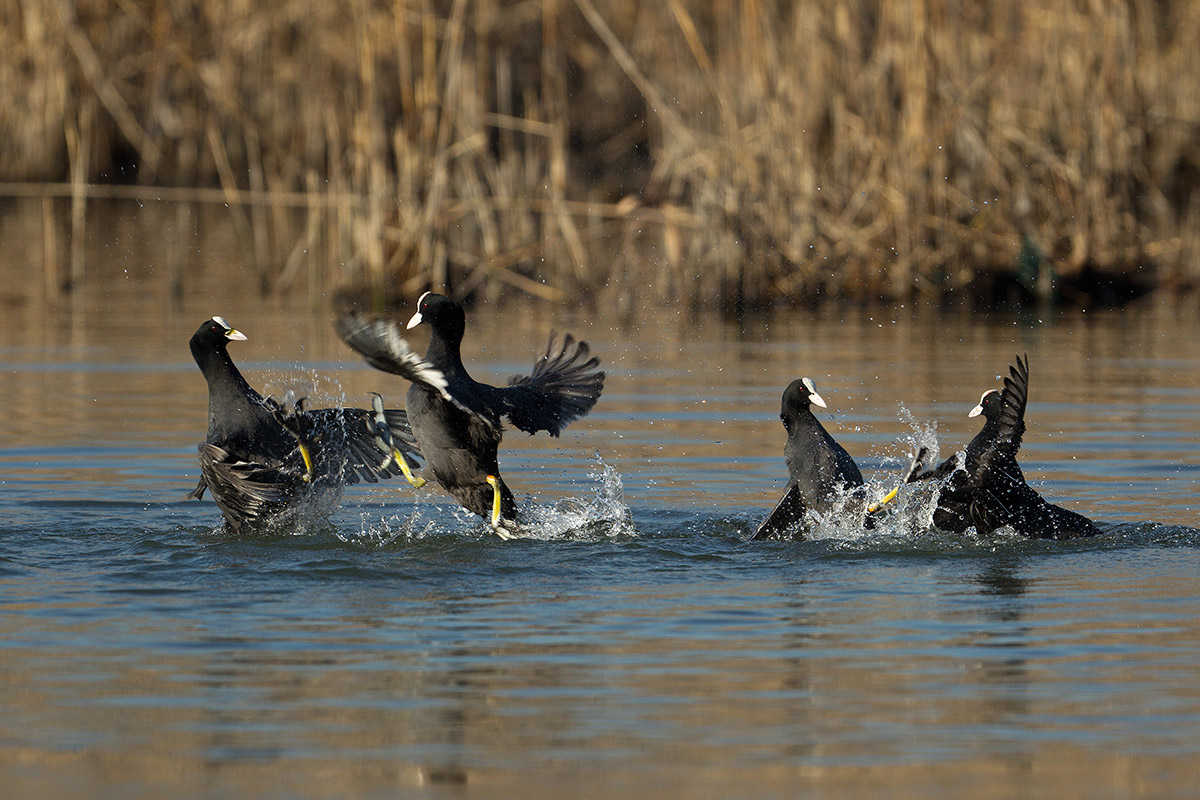 Coots in fight