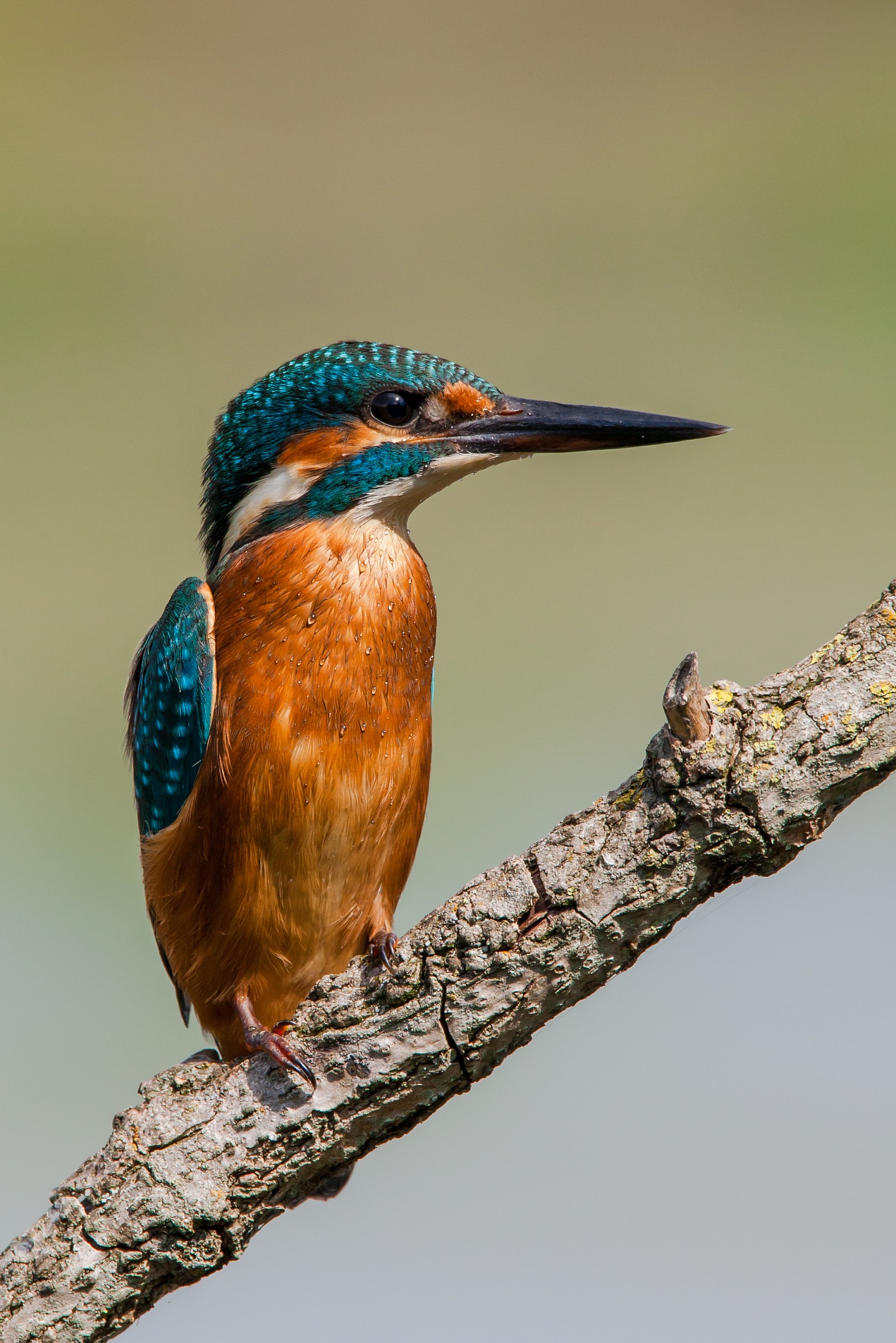 kingfisher