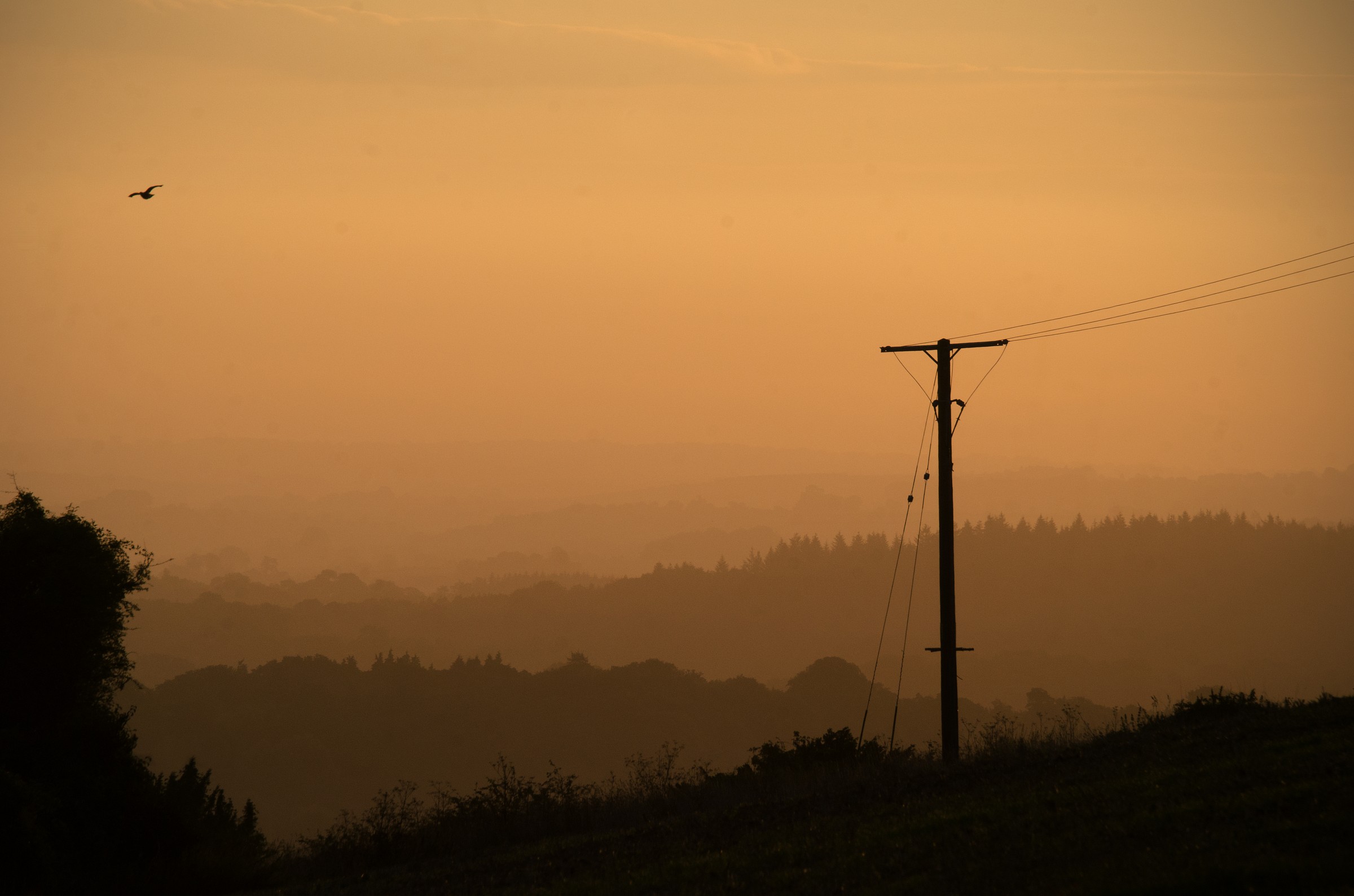 Bird & Palo telegrafico