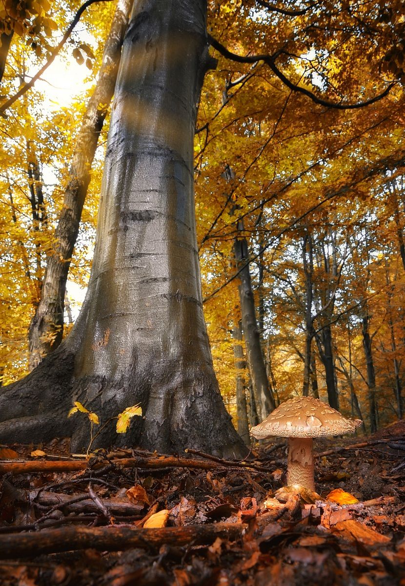 The giant and the child