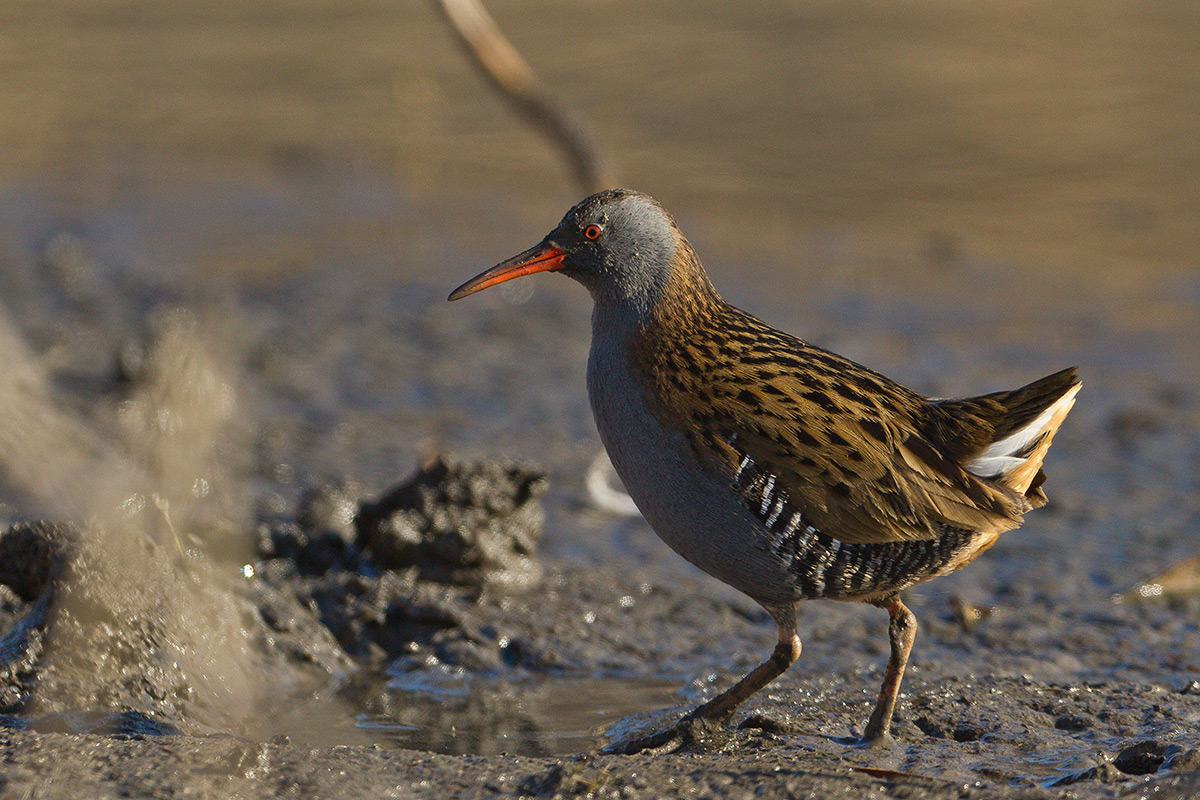 Water Rail