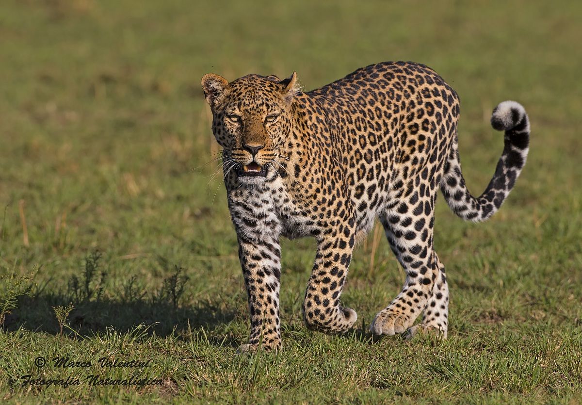L'eleganza del leopardo