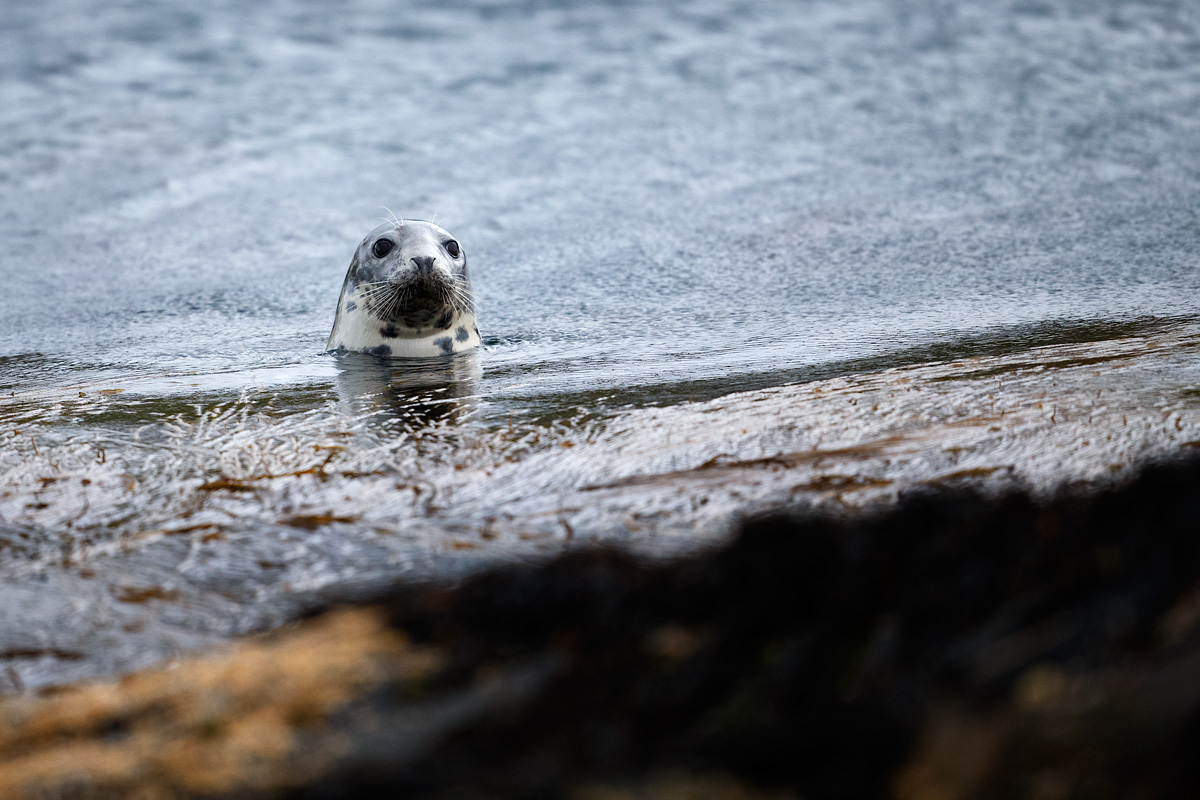 The gray seal of Islay.