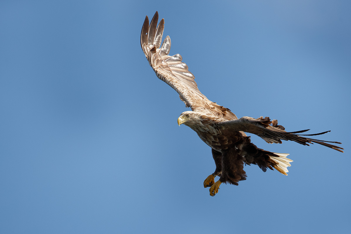 Her Majesty's sea eagle.