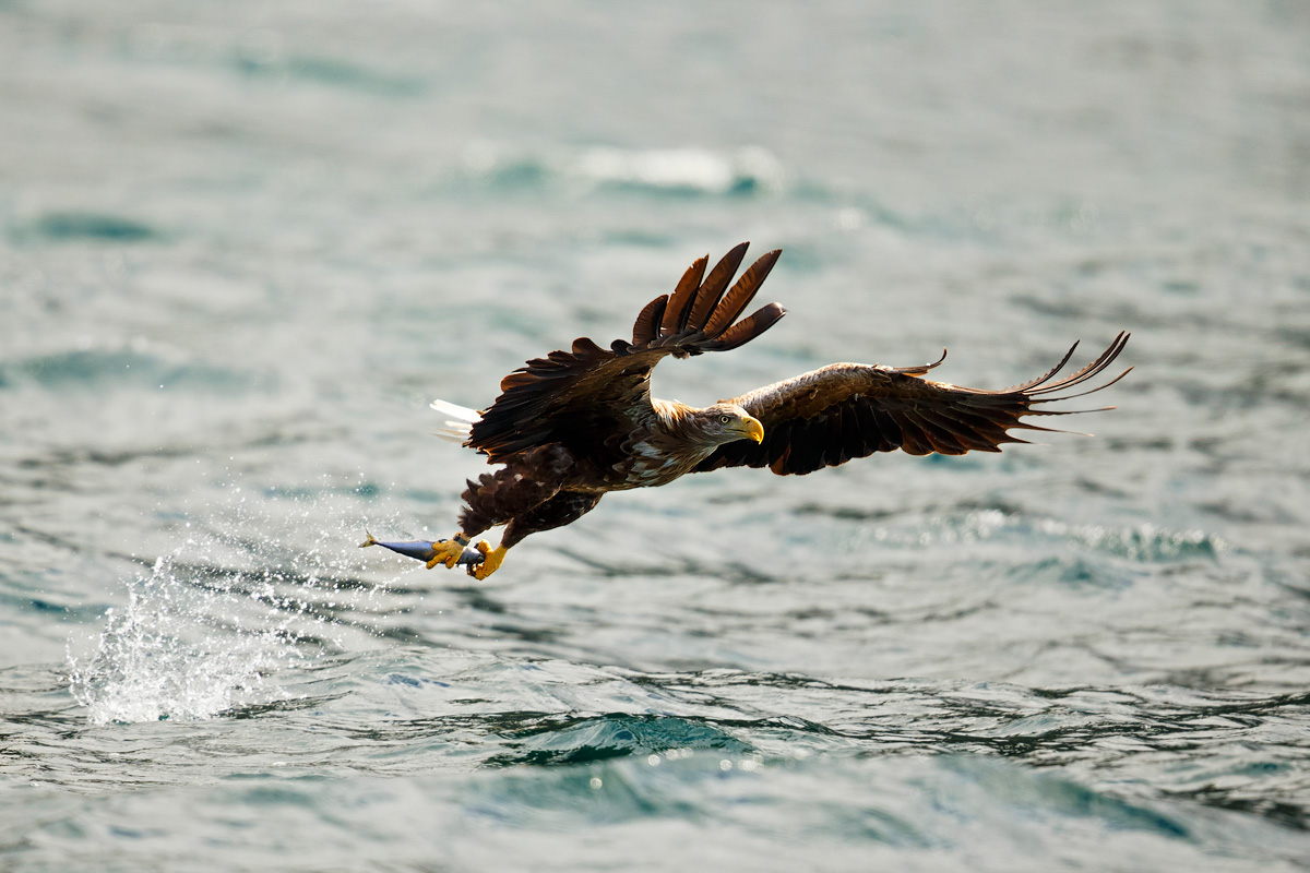 With the prey between its legs.