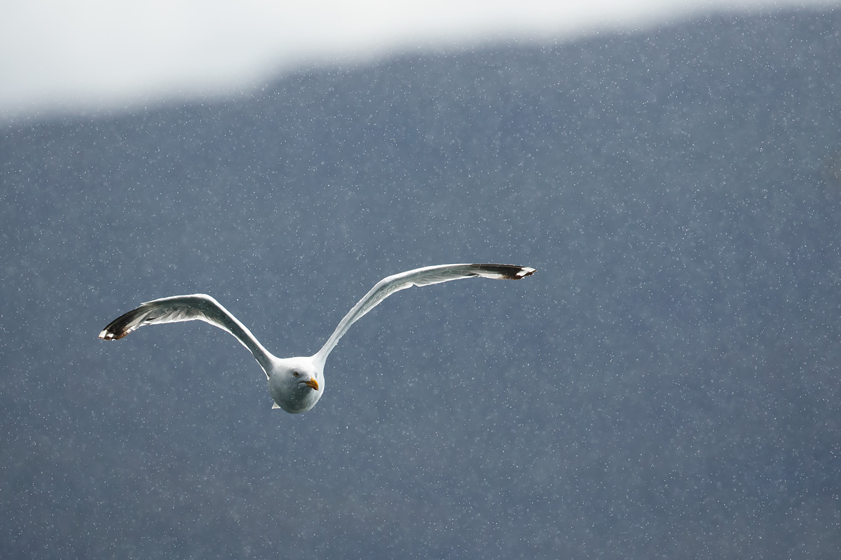 Seagull in the pouring rain.