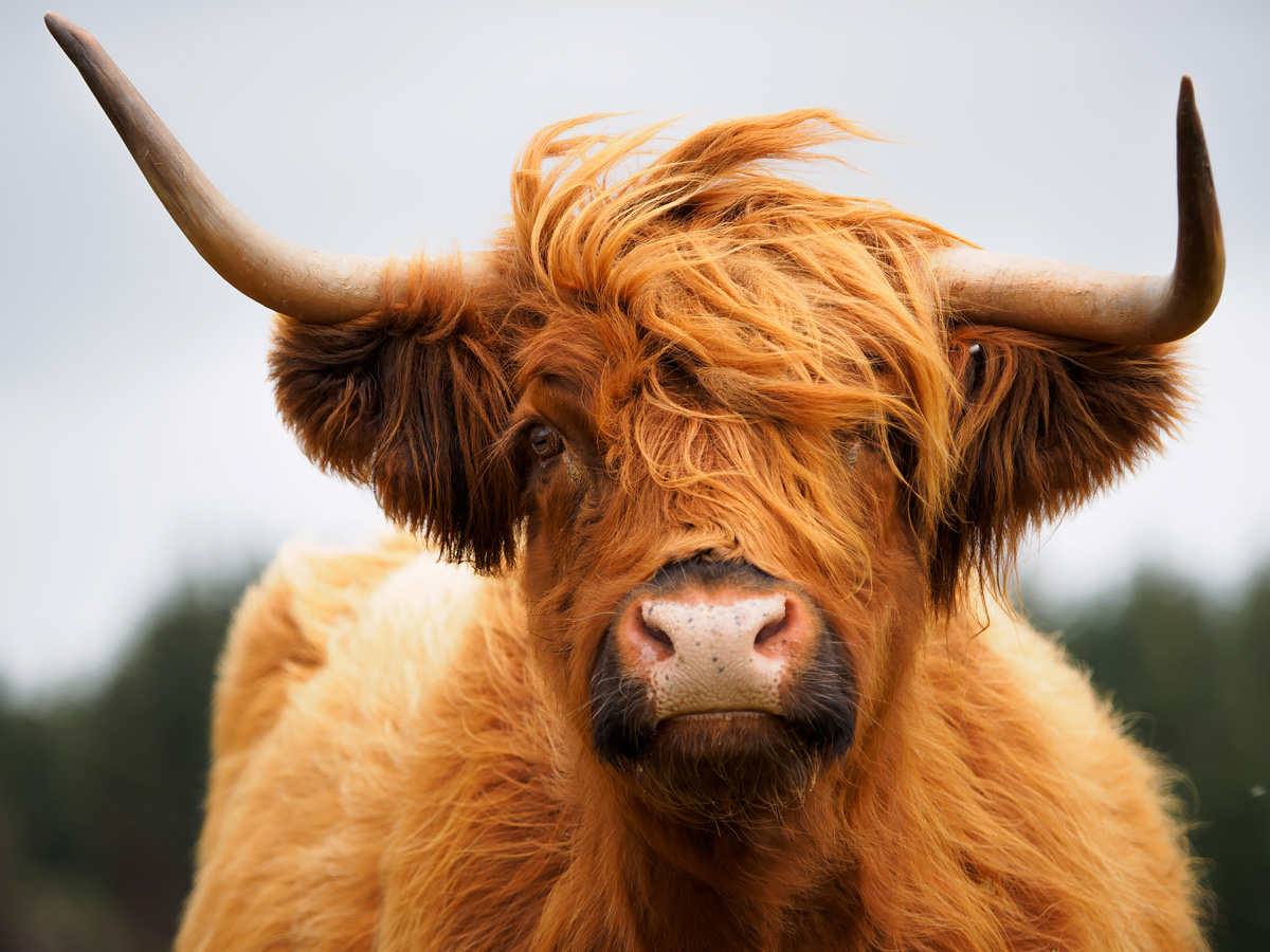 Highland cattle.
