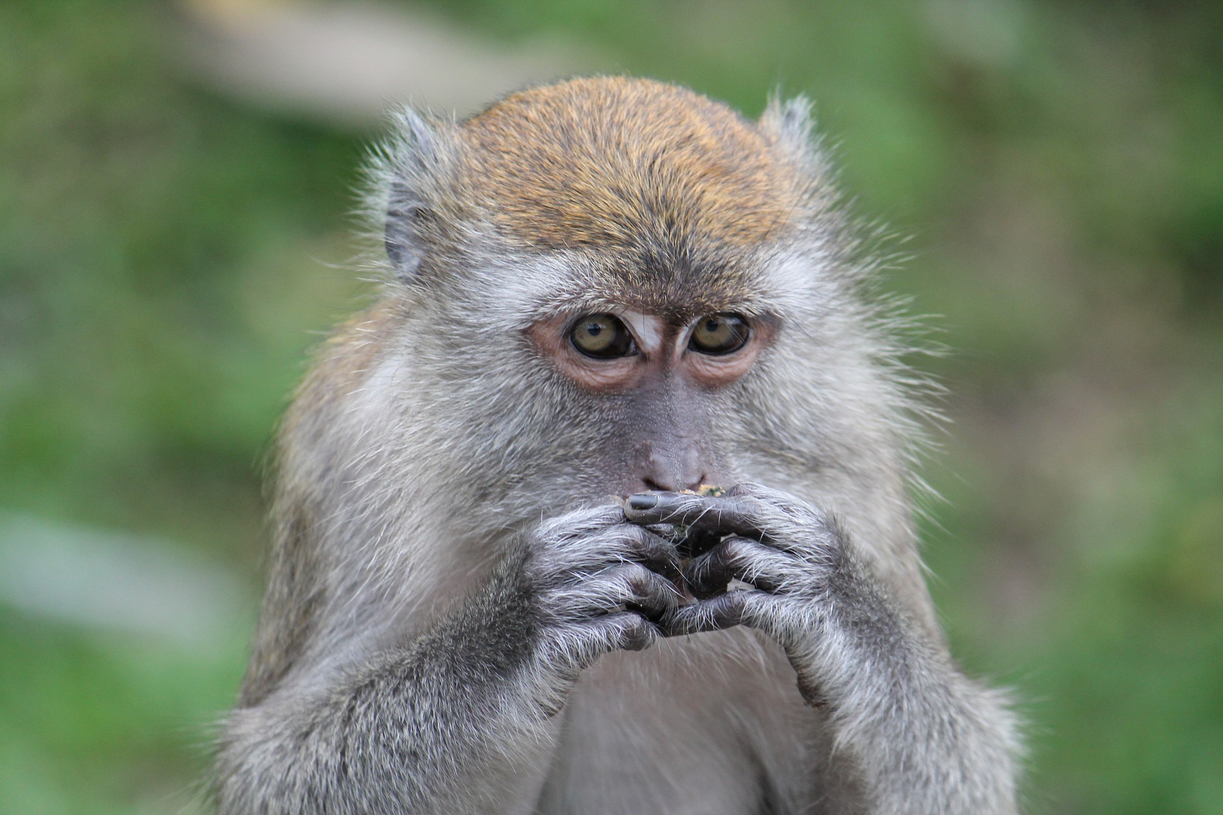 macaque thoughtful