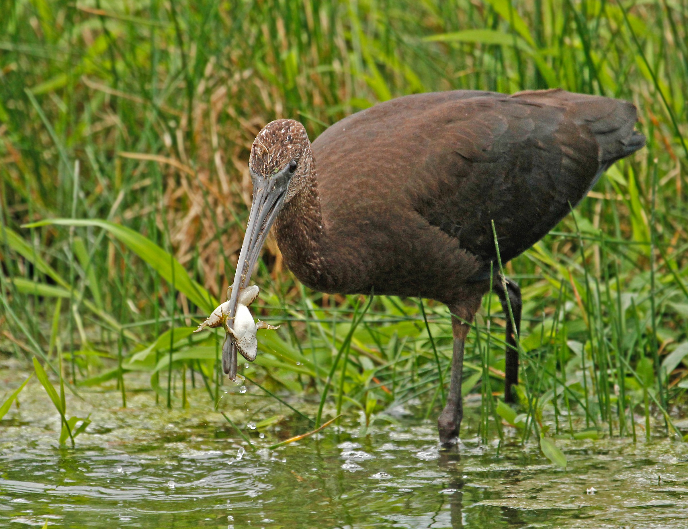 glossy ibis big game .....