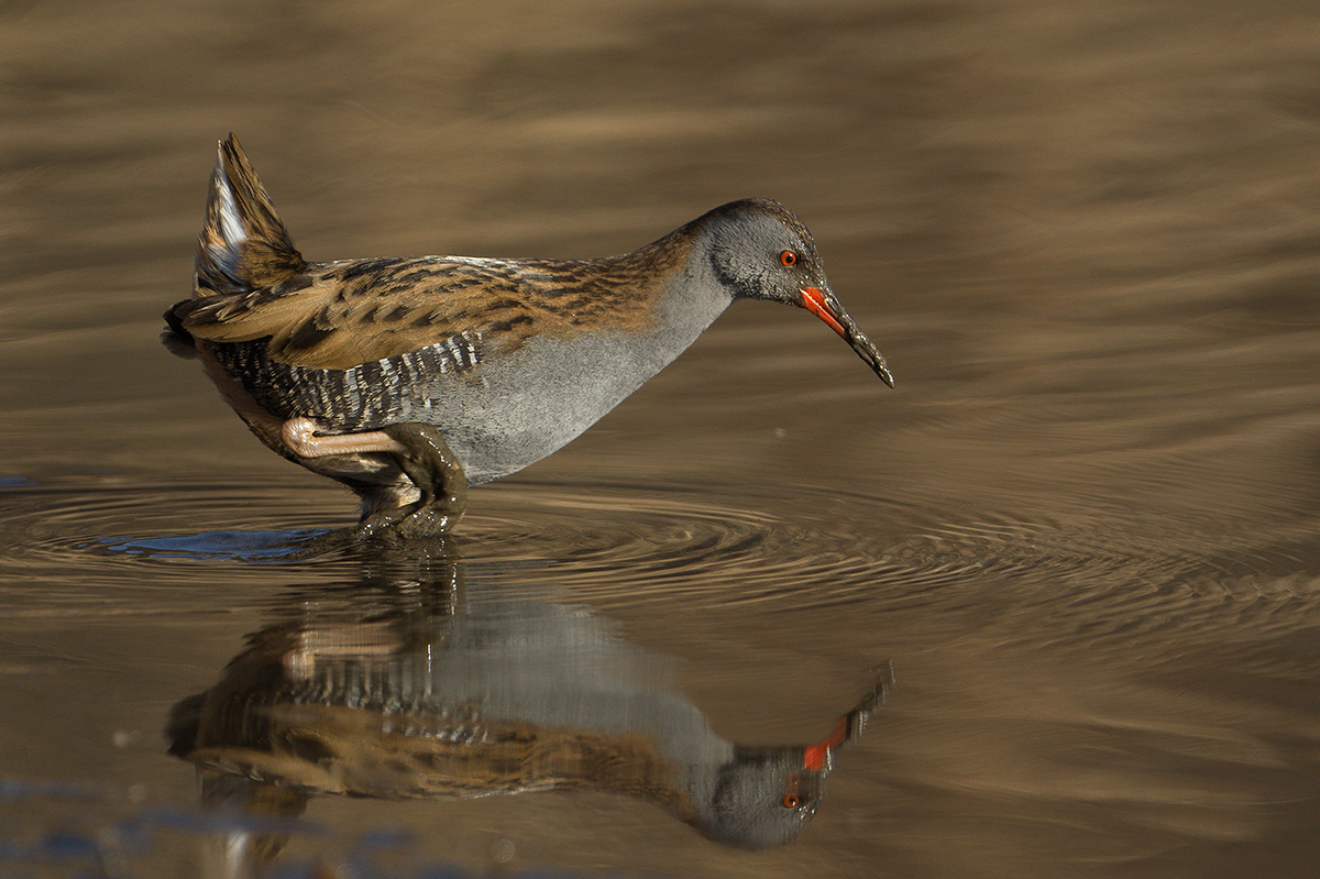 Water Rail