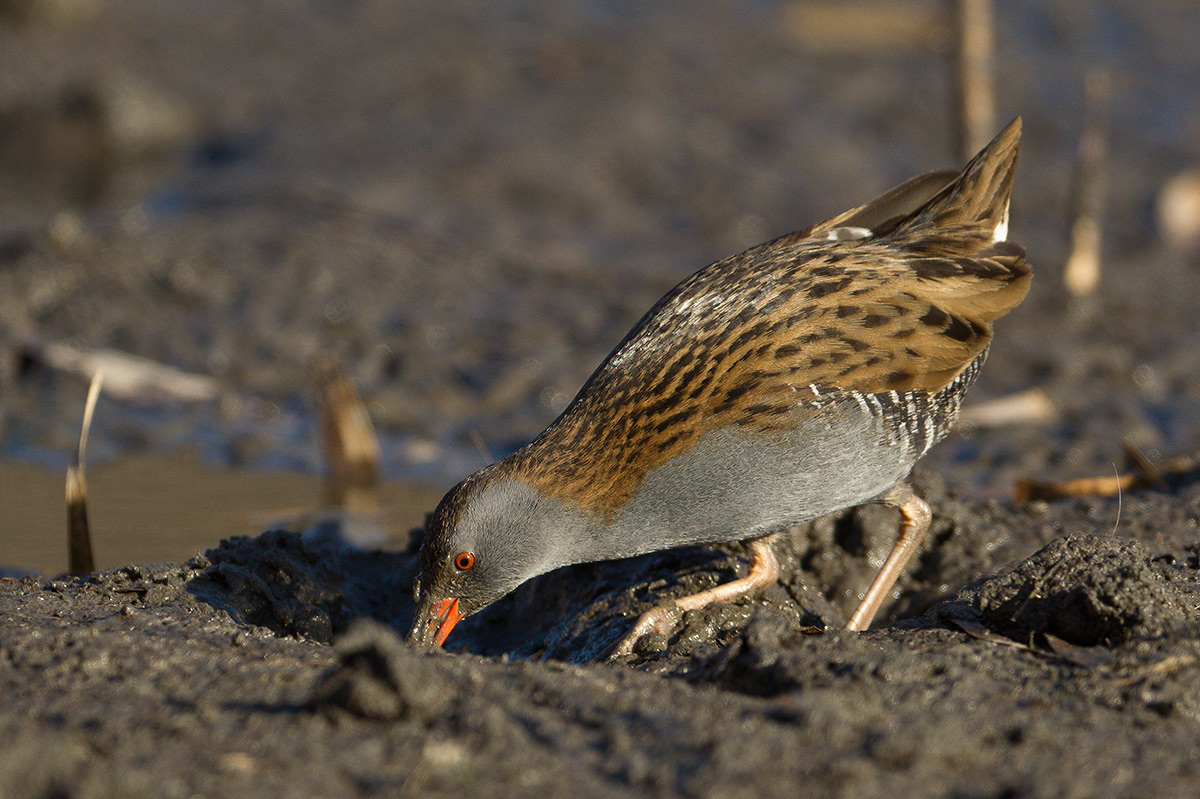 Water Rail