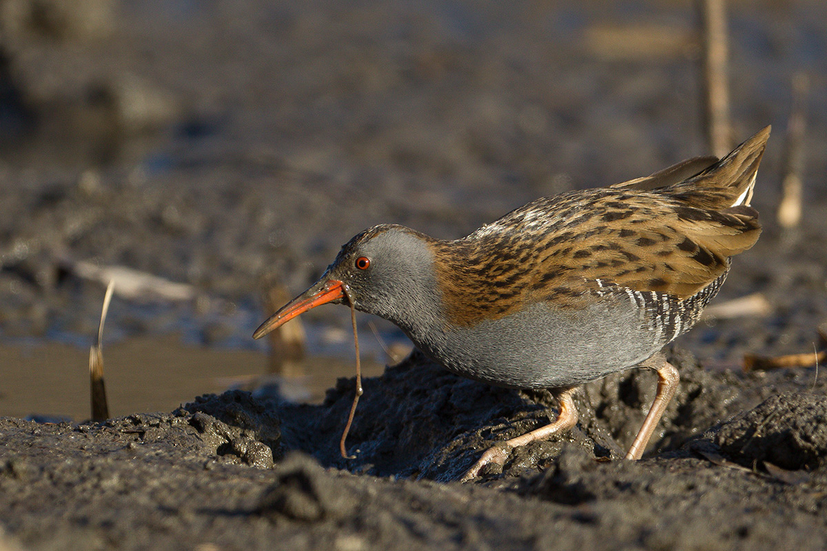 Water Rail