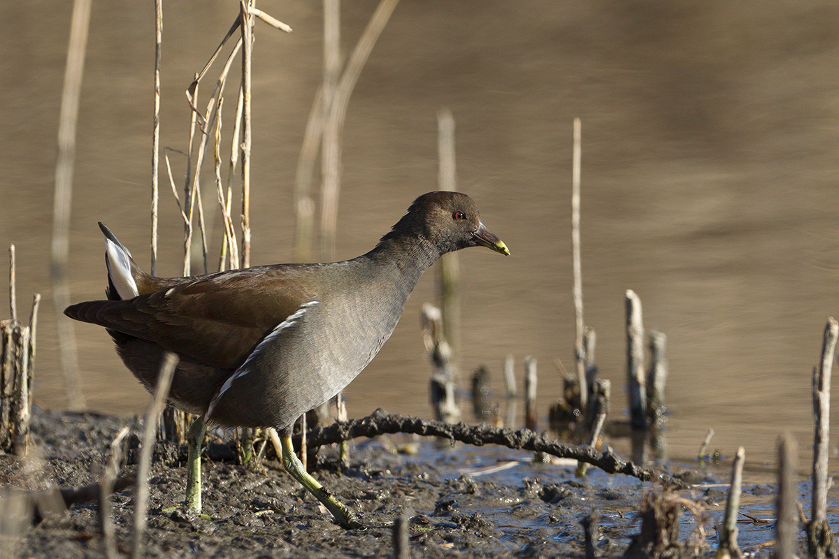 Moorhen