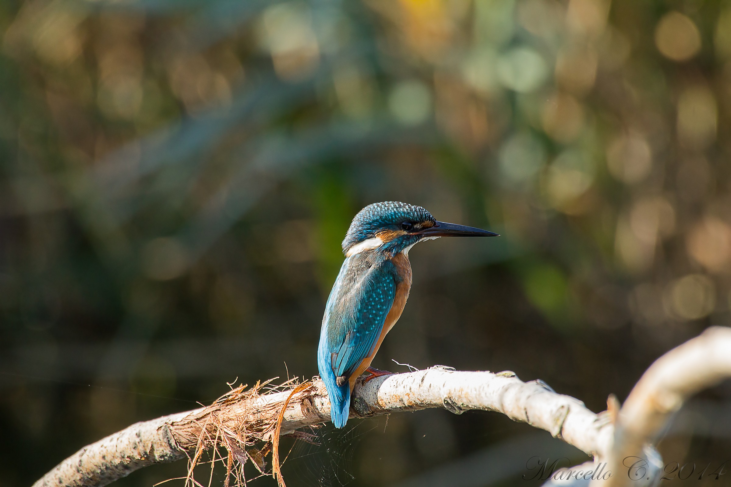 Kingfisher
