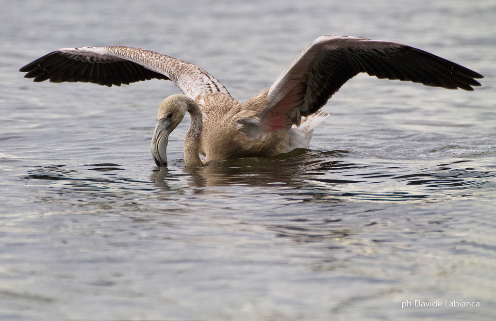young flamingo