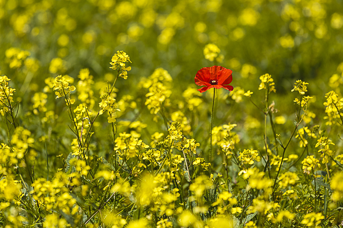 Castelluccio di Norcia - papavero solitario