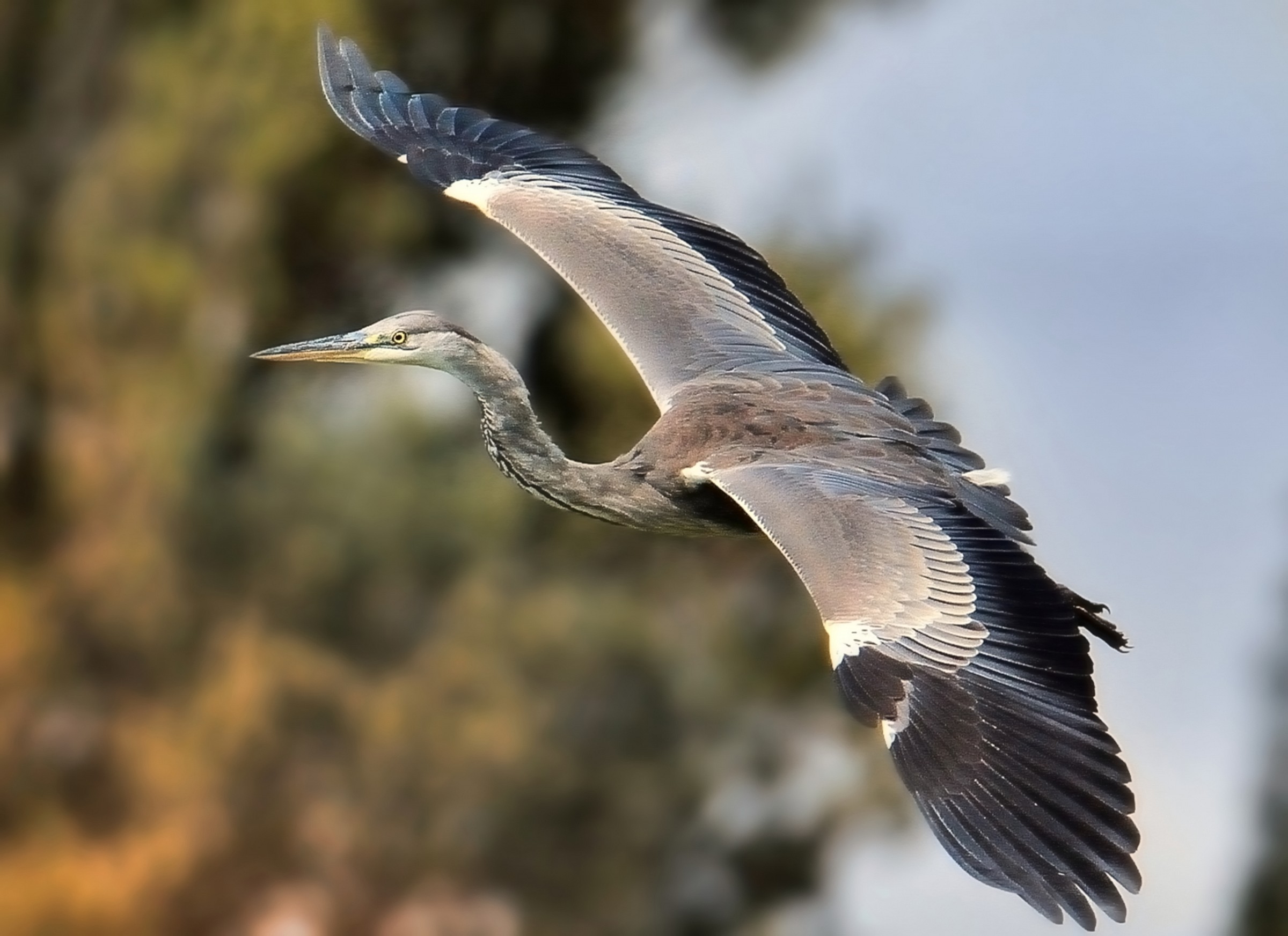 On the wings of the wind ..