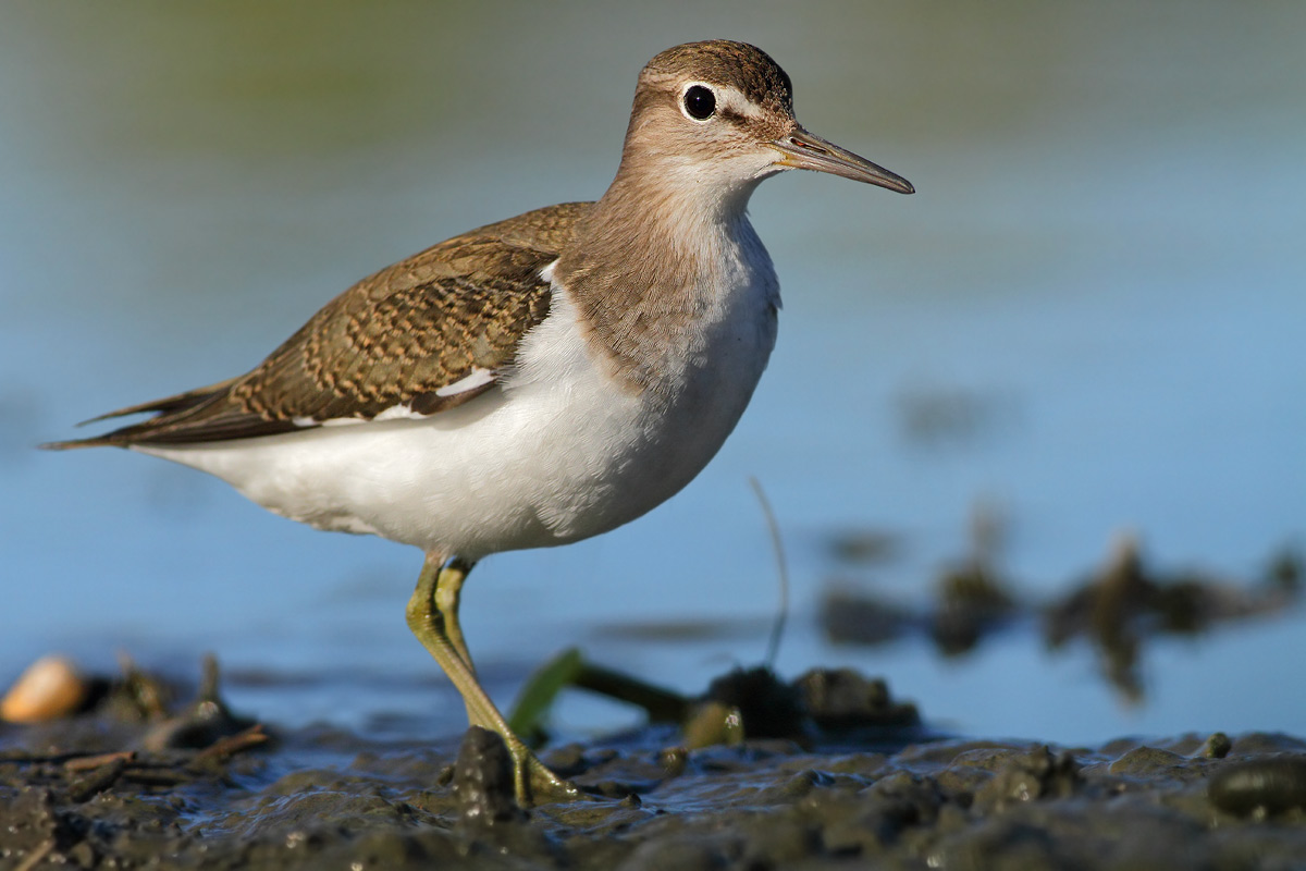 Common Sandpiper