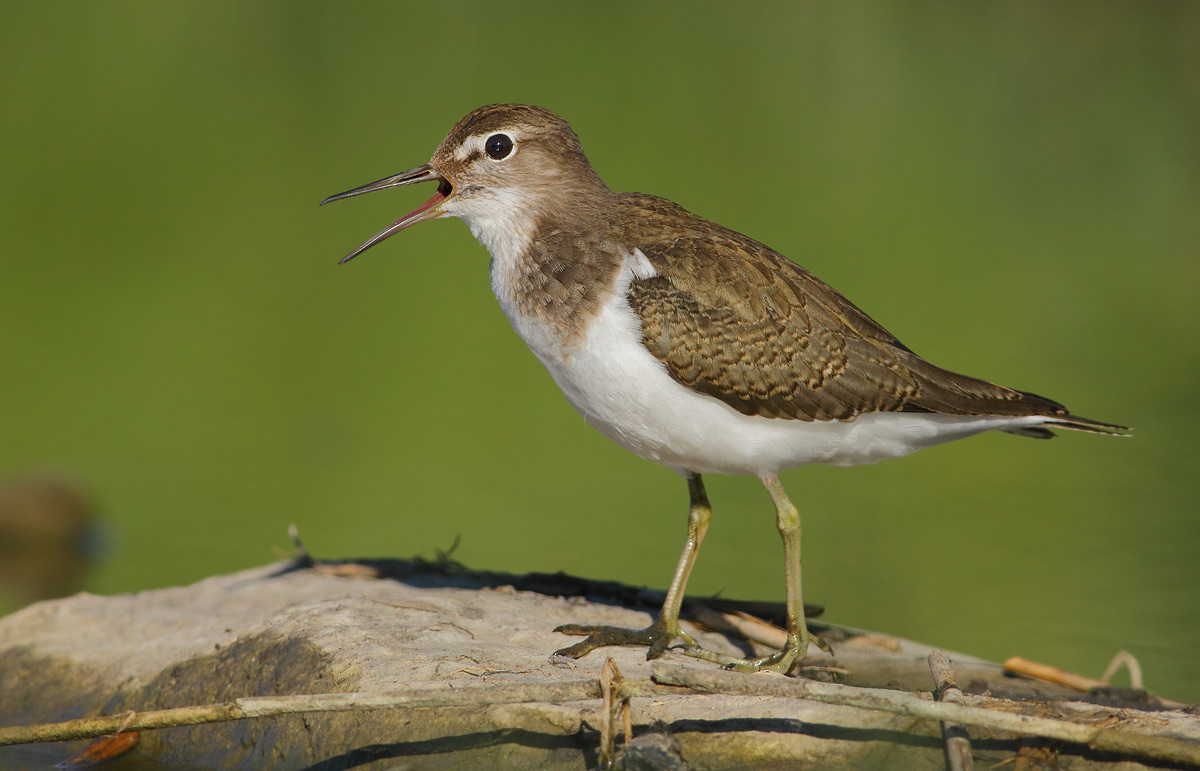 Common Sandpiper