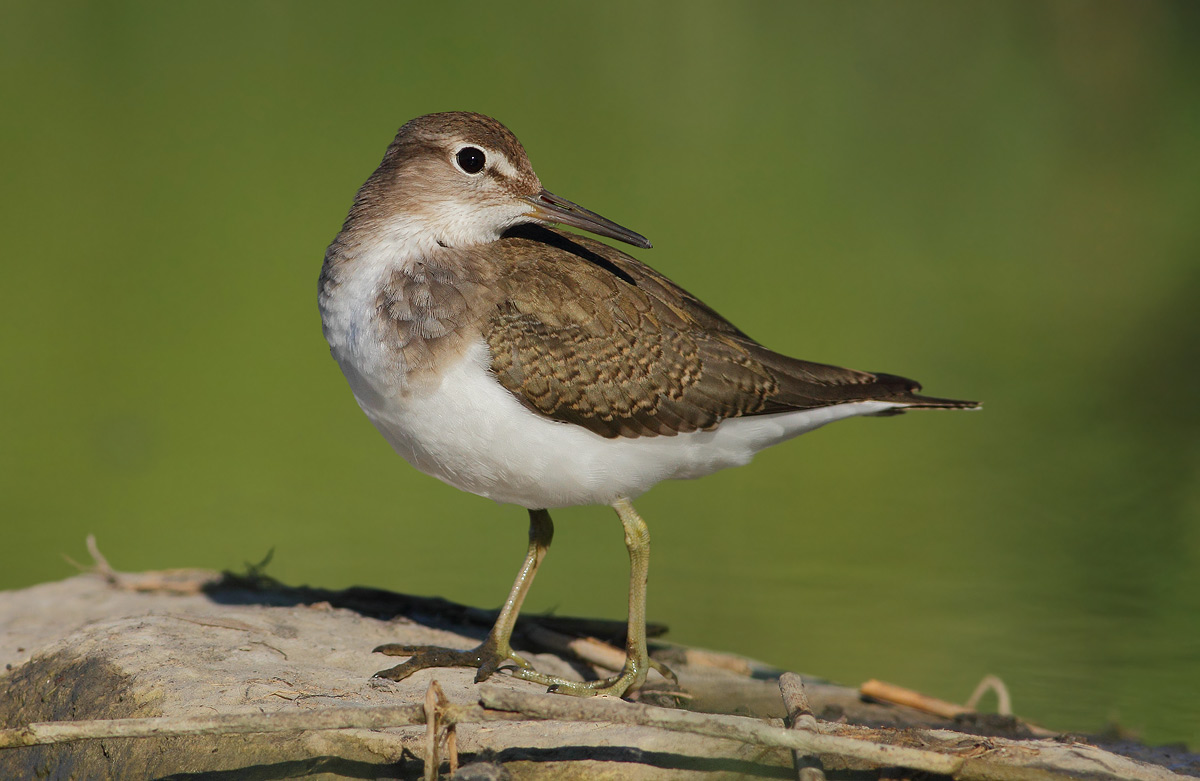 Common Sandpiper