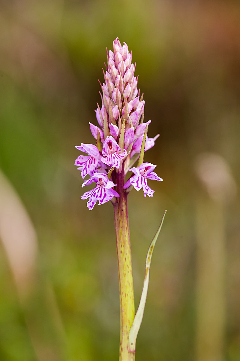 Dactylorhiza Maculata subspec. Fuchsii