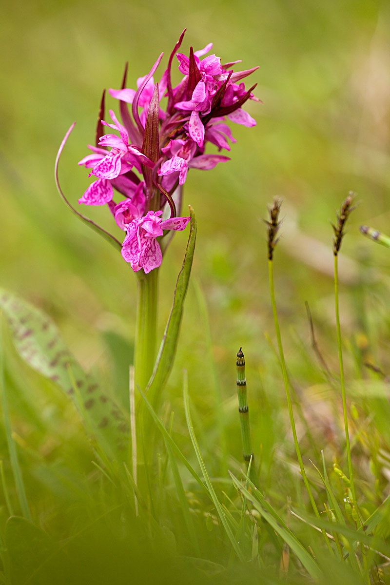 Dactylorhiza incarnata sub. bloody ??