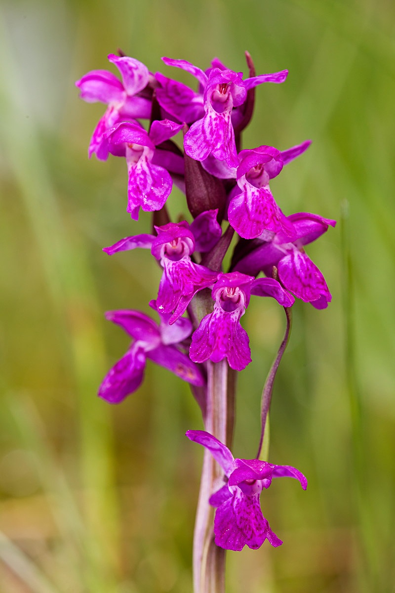 dactylorhiza Incarnata