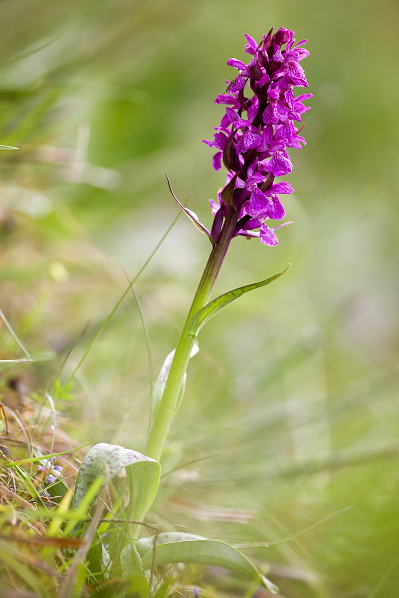 Dactylorhiza majalis