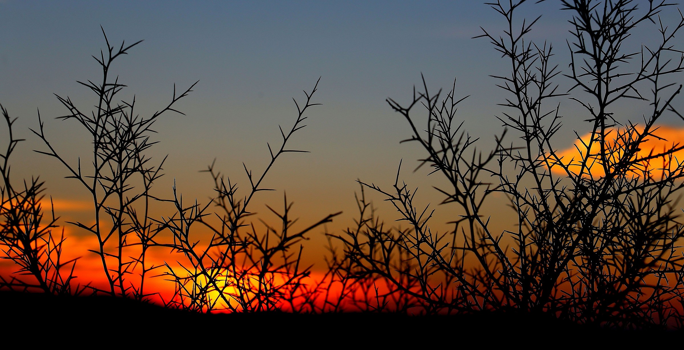 birdsfoot trefoil at sunset