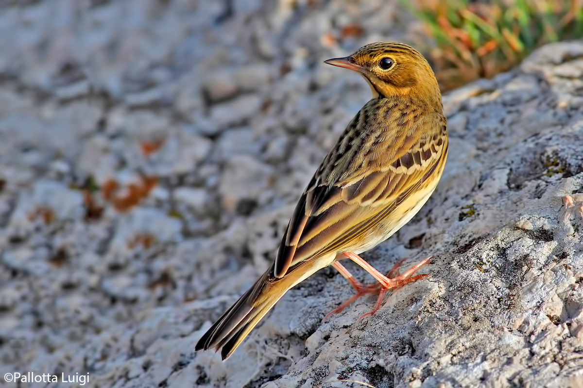 Prispolone (Anthus trivialis)
