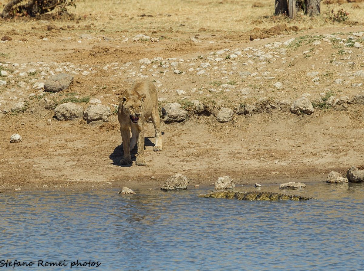 lion vs croc