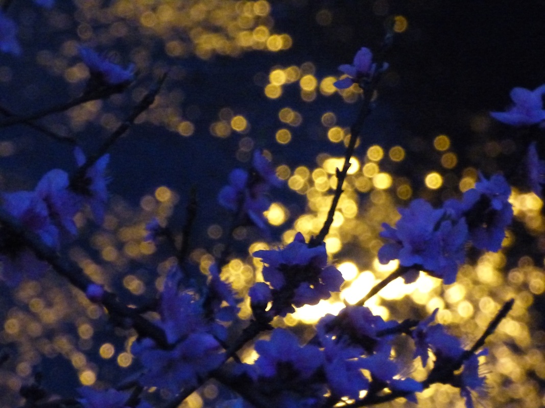 Fiori di mandorlo riflessi